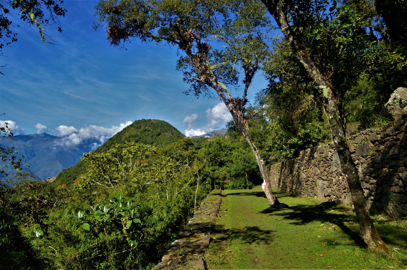 Plaza verde de Choquequirao con árbol centenario y muros incas bajo cielo azul