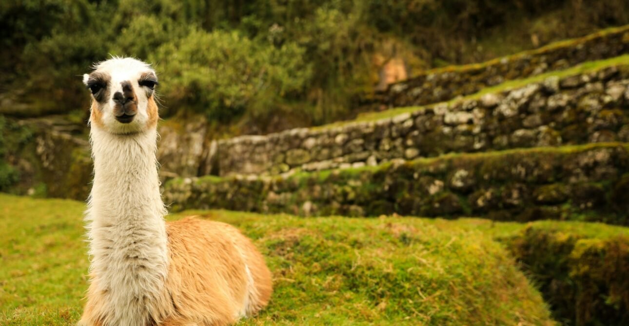 Llama descansando en las terrazas de Machu Picchu con ruinas de fondo