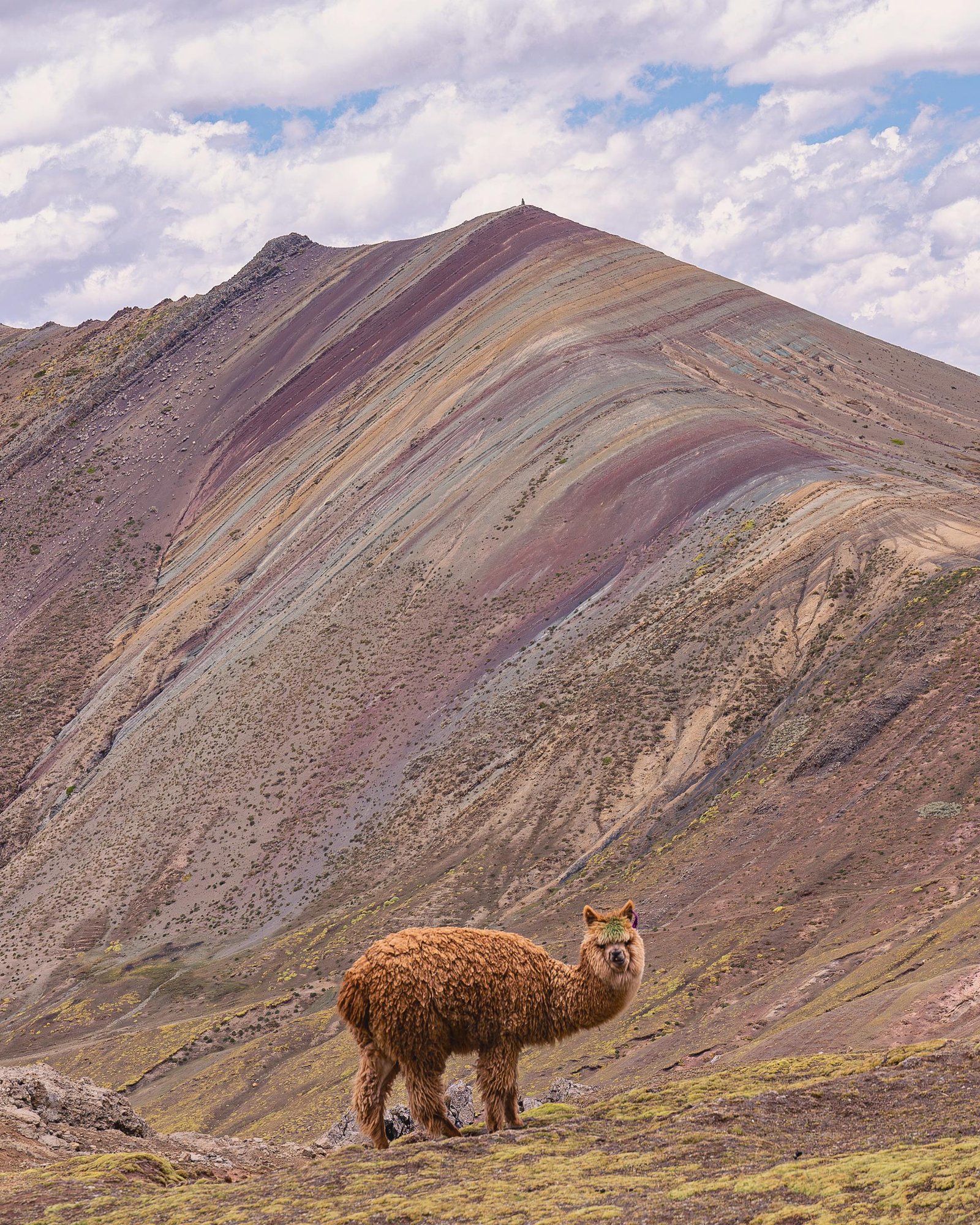 Alpaca frente a la espectacular Montaña de Colores Palcoyo con sus característicos estratos minerales multicolores